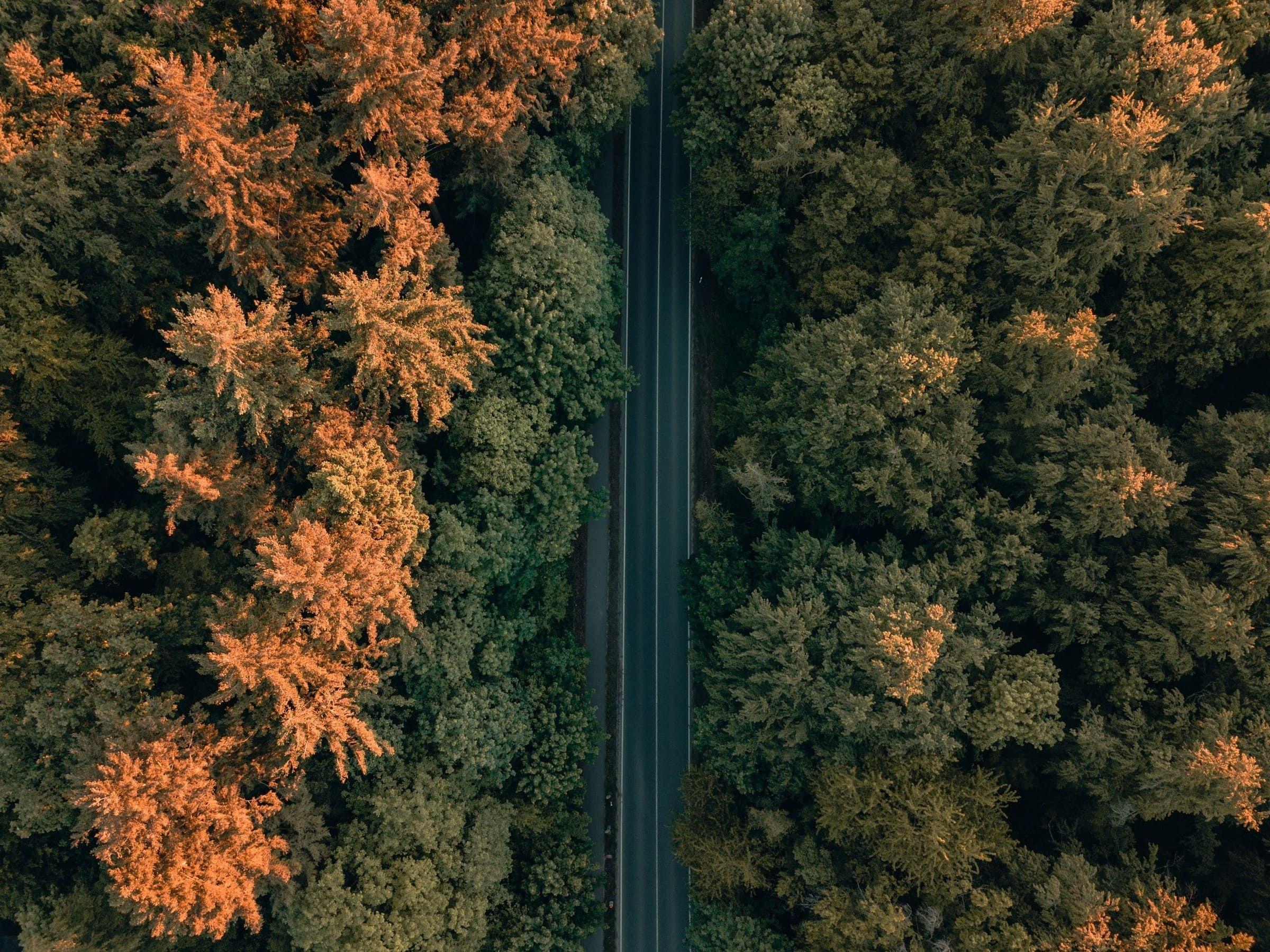 Eine Straße führt durch den Wald