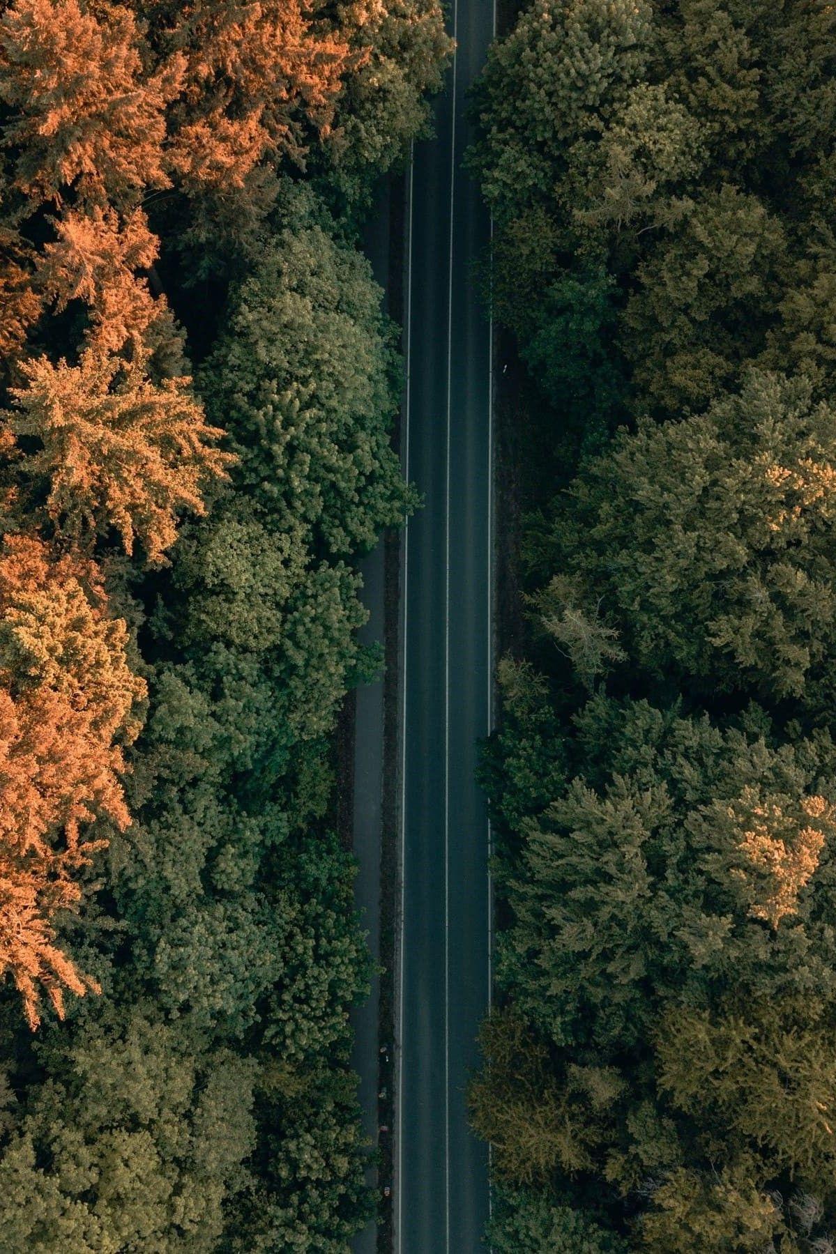 Eine Straße führt durch den Wald